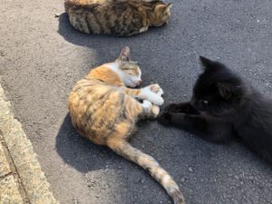 相島猫写真